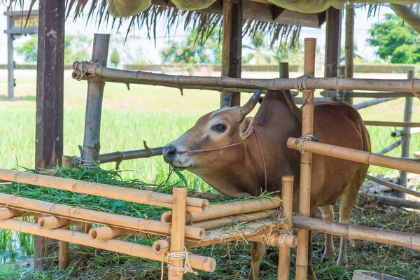 Grupta çim yeme inek.