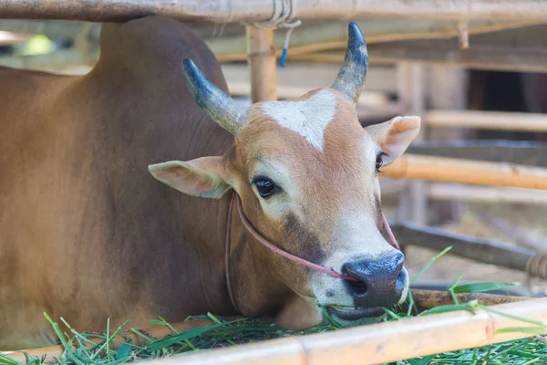 Grupta çim yeme inek.