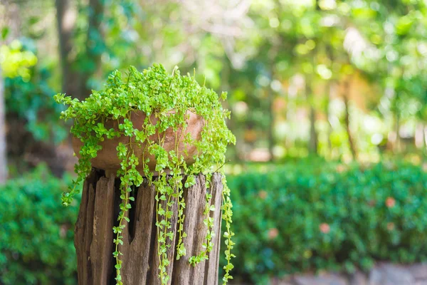 Small vine plants growth in flowerpot or clay pot in garden.