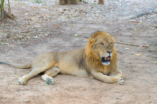 Male lion on the ground in the park. — Stock Photo, Image