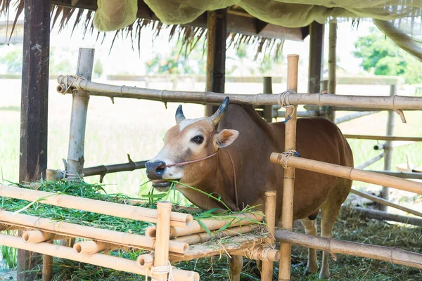 Grupta çim yeme inek.