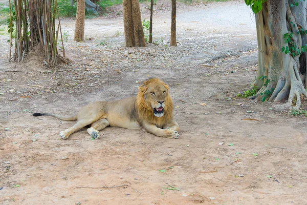 Mannetjes leeuw op de grond in het park. — Stockfoto