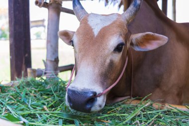 Grupta çim yeme inek.