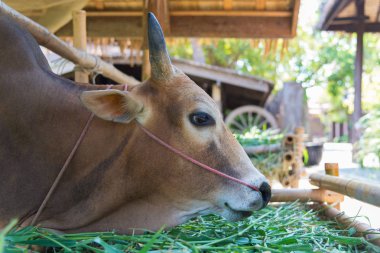 Grupta çim yeme inek.