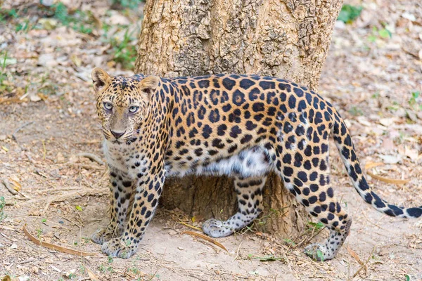 Cats predator Sri Lankan leopard (Panthera pardus kotiya). Wildl — Stock Photo, Image
