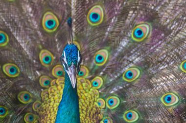 Genişletilmiş tüy, hayvan adam ile güzel bir erkek tavuskuşu