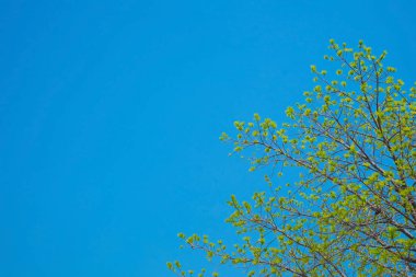 Güzel ağaç ve gökyüzü arka plan üzerinde yeşil yaprak.