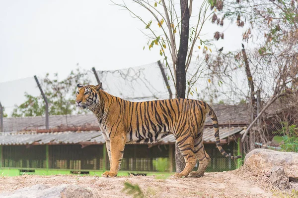 Portret Bengalski Tygrys (Panthera tigris bengalensis). Wildli — Zdjęcie stockowe