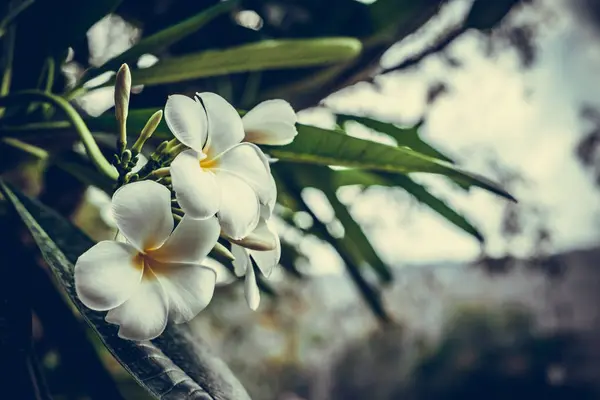 Plumeria bianca, rosa e gialla, fiori frangipani, Pagoda tre — Foto Stock