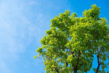 Ormandaki ağaçların üzerinde gökyüzü 