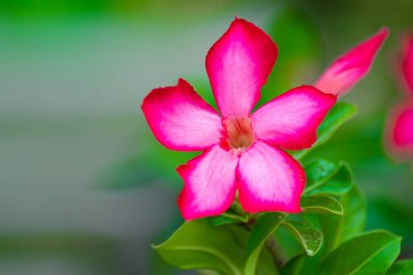Adenium obesum çiçek şifalı bitkiler.