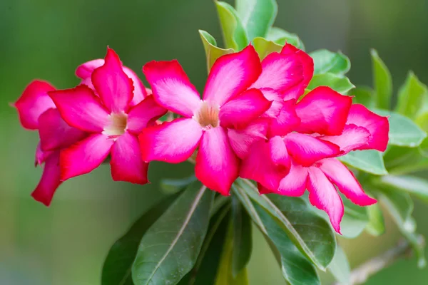 Fiore di adenio obesum Piante medicinali . — Foto Stock