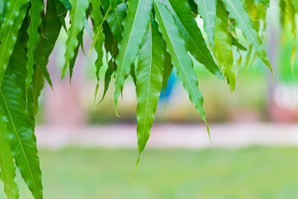 Grünes Blatt auf unscharfem grünem Hintergrund Bokeh. — Stockfoto