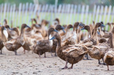 Çiftlik, Tayland'da Tarım geleneksel ördekler