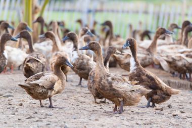 Çiftlik, Tayland'da Tarım geleneksel ördekler