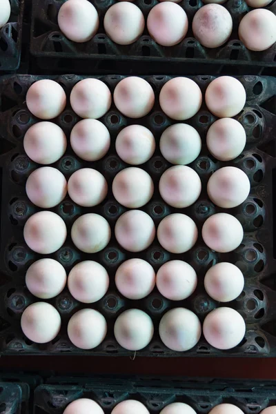 Huevos de la granja de patos en el envase que se conservan para la venta . — Foto de Stock