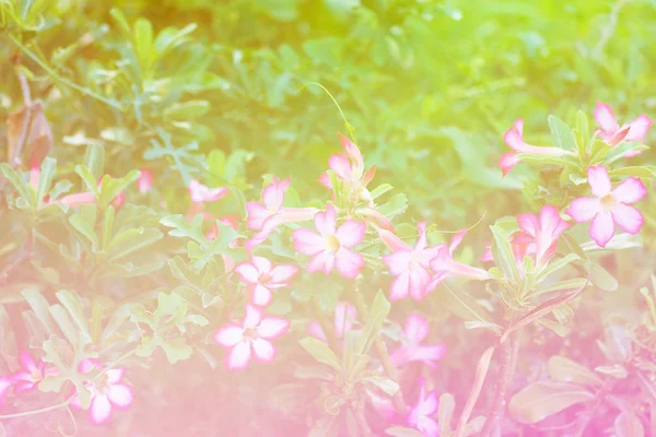 Σπόροι Σβαϊνσόνια λουλούδι φαρμακευτικών φυτών. ήπιων τόνων. — Φωτογραφία Αρχείου