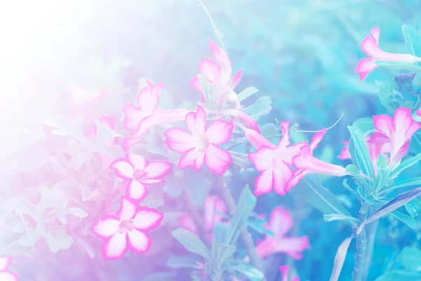 Σπόροι Σβαϊνσόνια λουλούδι φαρμακευτικών φυτών. ήπιων τόνων. — Φωτογραφία Αρχείου