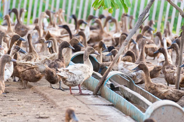 Ankor i gård, traditionella jordbruk i Thailand — Stockfoto