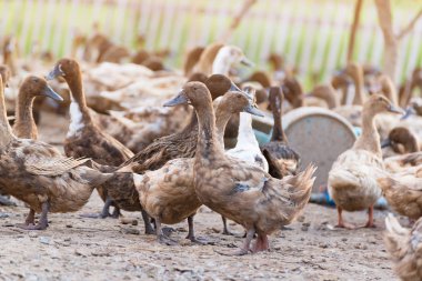 Çiftlik, Tayland'da Tarım geleneksel ördekler