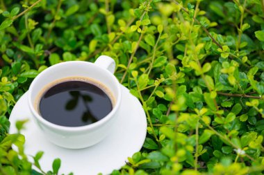 Sıcak kahve bitki yeşil doğa arka plan üzerinde beyaz fincan. sh