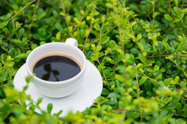 Sıcak kahve bitki yeşil doğa arka plan üzerinde beyaz fincan. sh