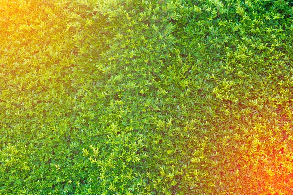 Green leaves wall background, plant on the wall — Stock Photo, Image