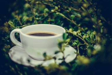Sıcak kahve bitki yeşil doğa arka plan üzerinde beyaz fincan. sh