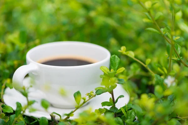 Sıcak kahve bitki yeşil doğa arka plan üzerinde beyaz fincan. sh