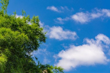 Bambu ağaçları orman yukarıda gökyüzü 