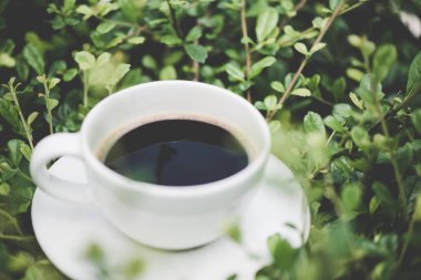 Sıcak kahve bitki yeşil doğa arka plan üzerinde beyaz fincan. sh