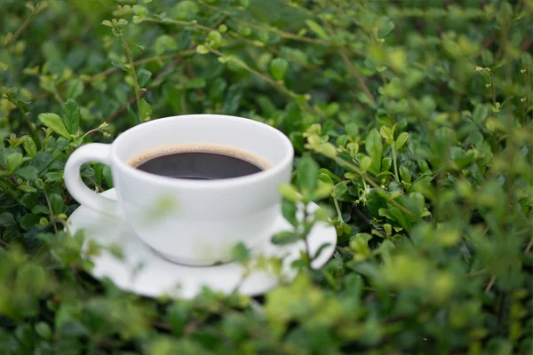 Taza blanca de café caliente en el fondo de la naturaleza verde planta. ¿Qué? — Foto de Stock