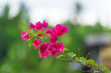 Pembe Begonviller çiçek ya da kağıt çiçek yapraklarında gar ile