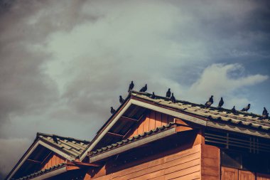 Çok güneşli bir günde güvercinleri çatıda oturan gri. Vintage için