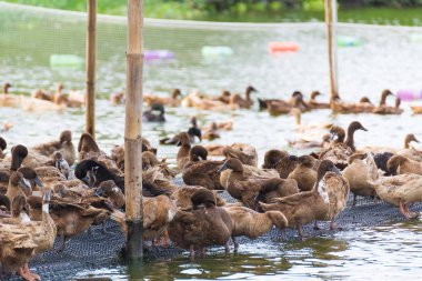 ördek grupta, yemek ve bataklık içinde Yüzme