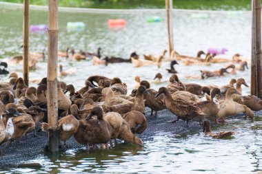ördek grupta, yemek ve bataklık içinde Yüzme