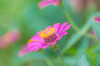 Arka plan için bahçede çiçek açan zinnia elegans çiçek.