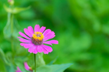 Arka plan için bahçede çiçek açan zinnia elegans çiçek.