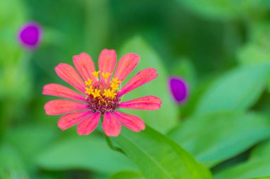 Arka plan için bahçede çiçek açan zinnia elegans çiçek.