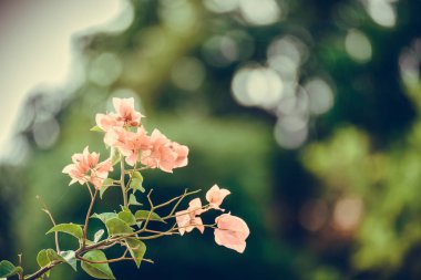 Pembe Begonviller çiçek ya da kağıt çiçek yapraklarında gar ile