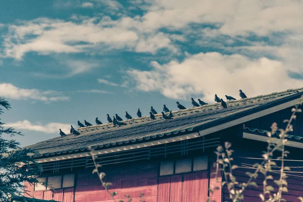 Muchas palomas grises sentadas en el tejado en un día soleado. vendimia — Foto de Stock
