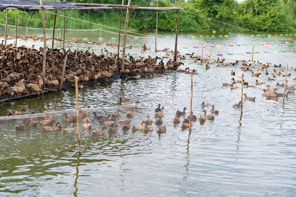 Pato en la granja, comer y nadar en el pantano —  Fotos de Stock