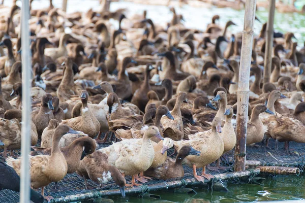 Pato na fazenda, comer e nadar em pântano — Fotografia de Stock