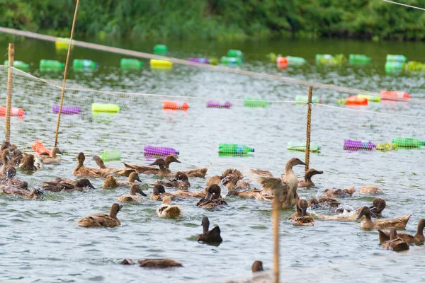ördek grupta, yemek ve bataklık içinde Yüzme