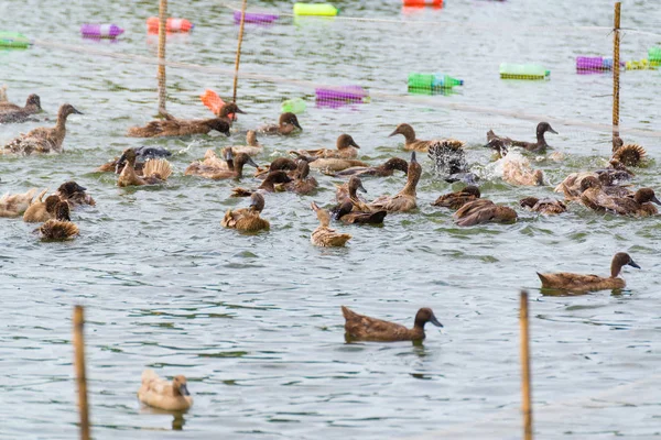 ördek grupta, yemek ve bataklık içinde Yüzme