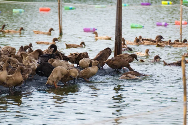 ördek grupta, yemek ve bataklık içinde Yüzme