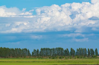 alan yeşil çim mavi gökyüzü bulut Clear peyzaj adam pilav