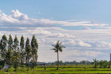 Ormandaki ağaç yukarıda gökyüzü 