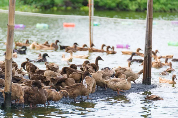 Pato na fazenda, comer e nadar em pântano — Fotografia de Stock