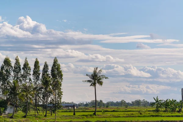 Ormandaki ağaç yukarıda gökyüzü 